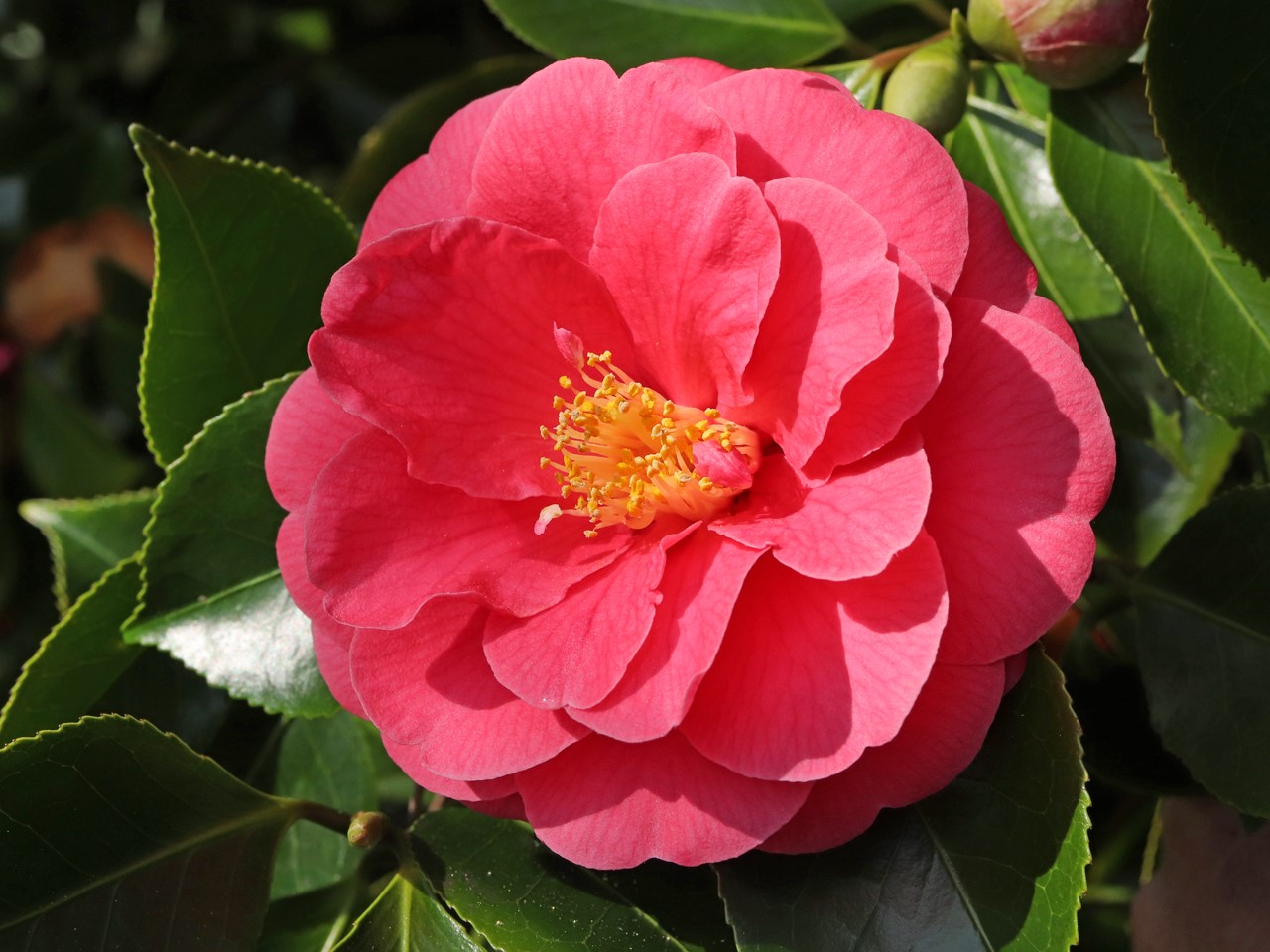 C. japonica 'Constance'